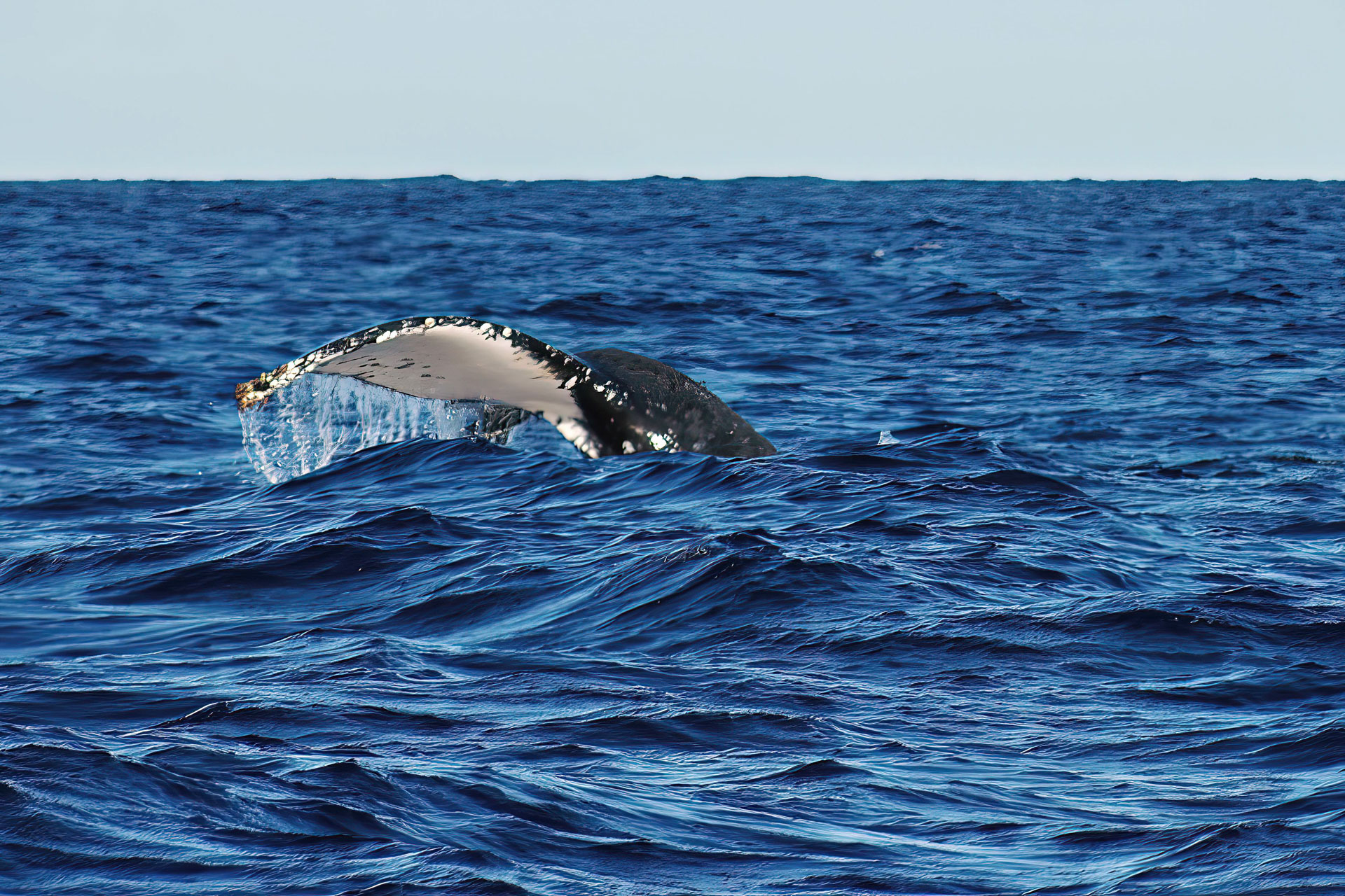 Whale-Watching vor der Küste von Itaty: In großen Gruppen ziehen Buckelwale jedes Jahr in warme, tropische Breiten um dort ihre Jungtiere zur Welt zu bringen.